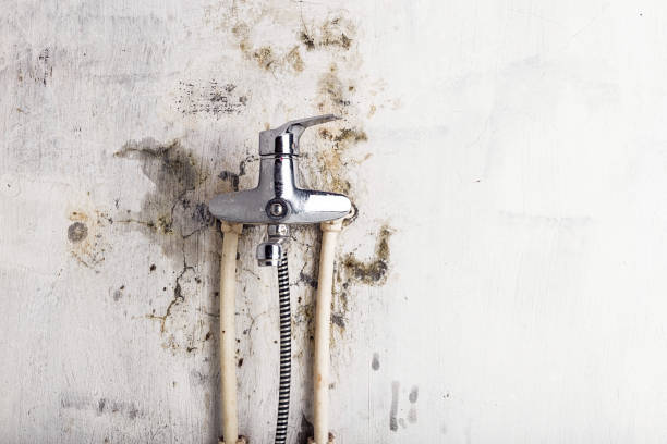 Best Home Mold Removal  in Fairless Hills, PA