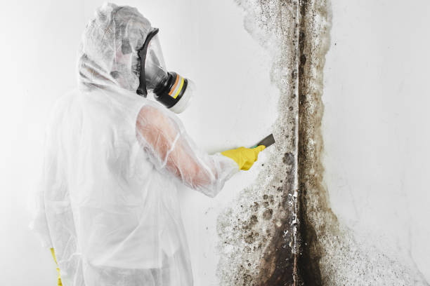 Home Mold Removal in Fairless Hills, PA