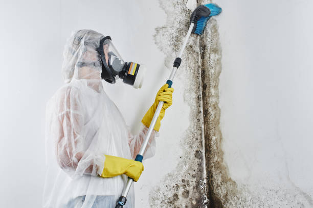Best Mold Removal Specialists  in Fairless Hills, PA