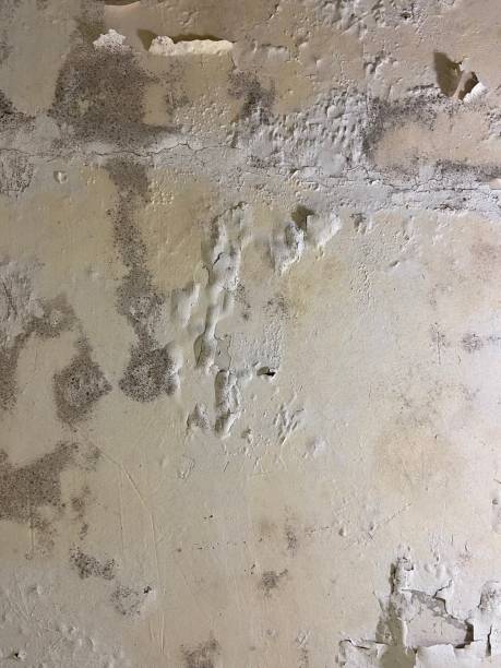Best Mold Testing  in Fairless Hills, PA