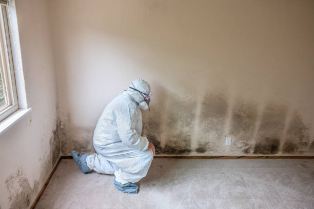 Mold Testing and Removal in Fairless Hills, PA