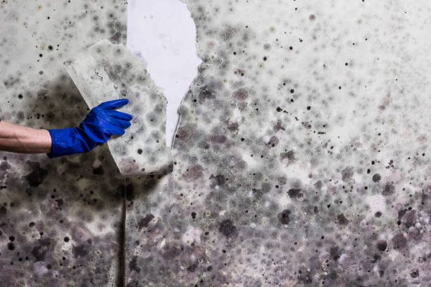Trusted Fairless Hills, PA Mold Removal Experts