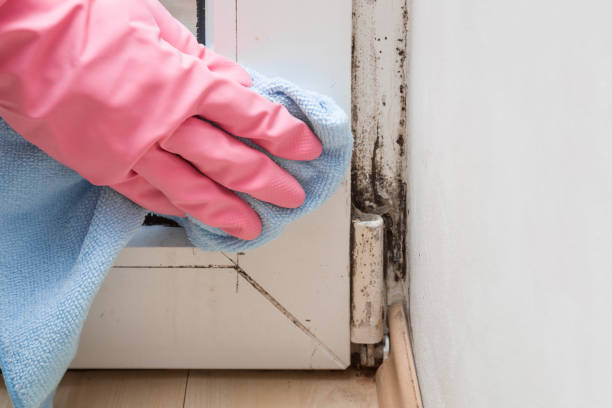 Best Commercial Mold Removal  in Fairless Hills, PA