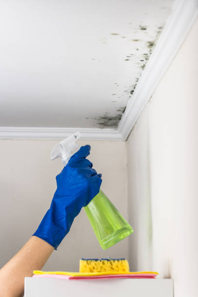 Best Emergency Mold Removal  in Fairless Hills, PA